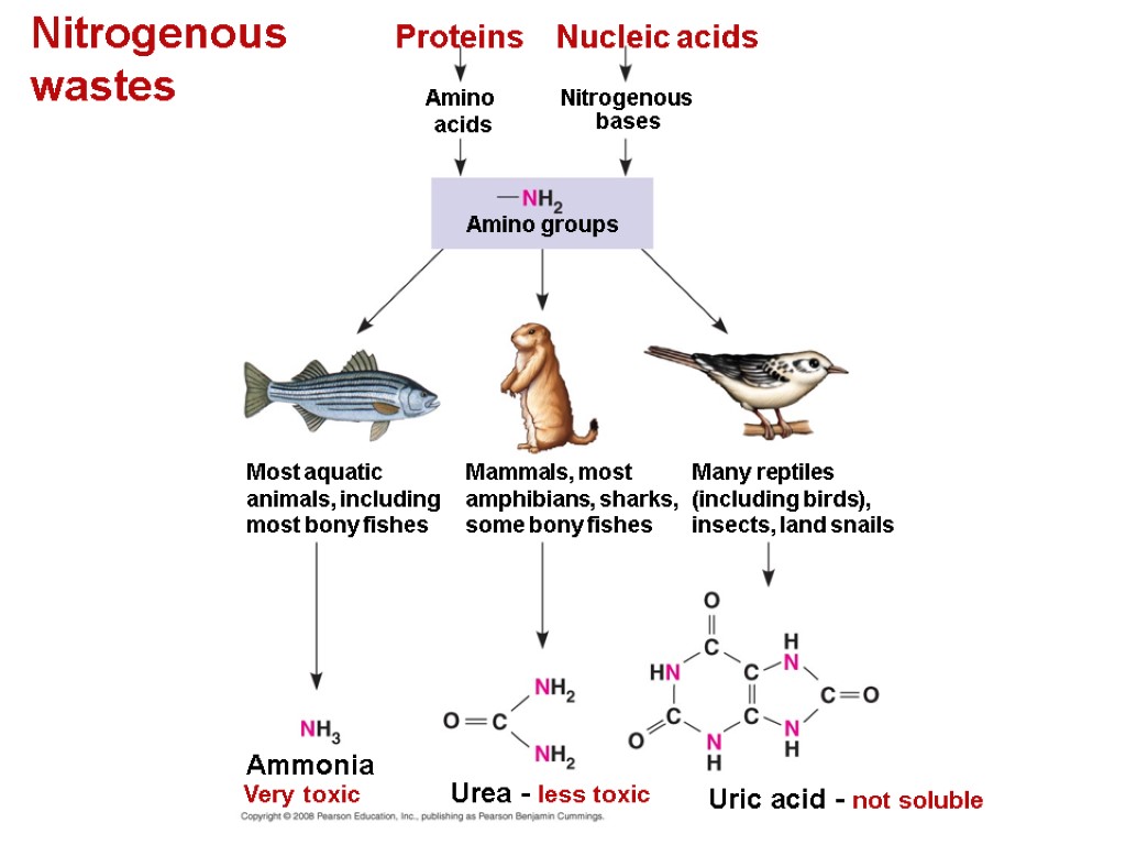 Chapter 44 Osmoregulation and Excretion. Overview A Balancing